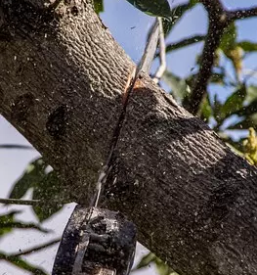 Obrezovanje dreves stajerska