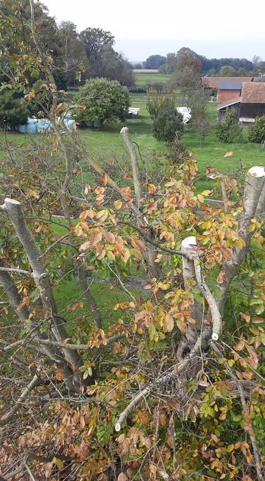 Obrezovanje drevja na višini Pomurje