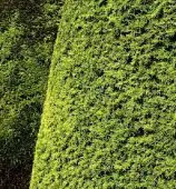 Obrezovanje sadnega drevja Kranj, Gorenjska