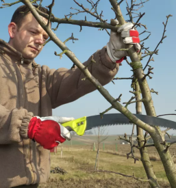 Ugodno obrezovanje sadnega drevja Kranj