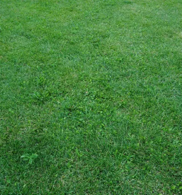 Obrezovanje zivih mej maribor okolica