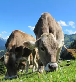 Odkup goveda slovenija