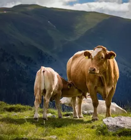 Odkup goveda slovenija
