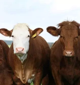 Odkup goveda slovenija