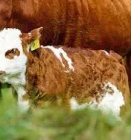 Odkup goveda za izvoz stajerska