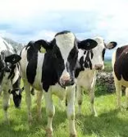 Odkup goveda za izvoz stajerska