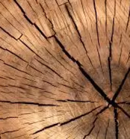 Odkup hlodovine kocevje velike lasce ljubljana