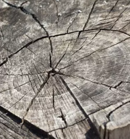Odkup in prodaja hlodovine cerklje na gorenjskem