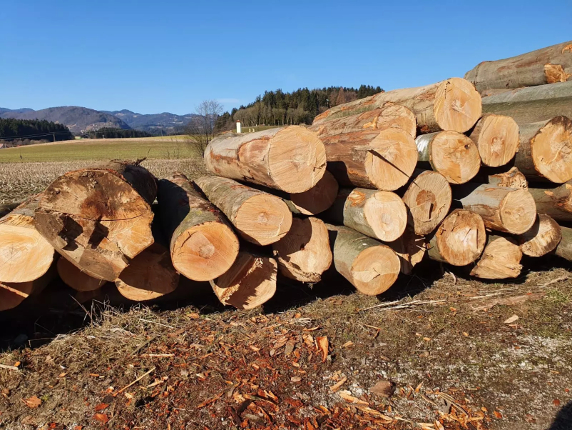 Odkup in prodaja hlodovine, drv in sekancev Slovenija