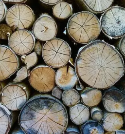 Odkup lesa slovenija