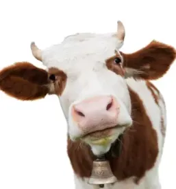 Odkup mleka stajerska
