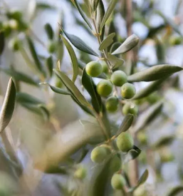 Ogled vinske kleti na primorskem