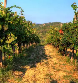 Ogled vinske kleti na primorskem