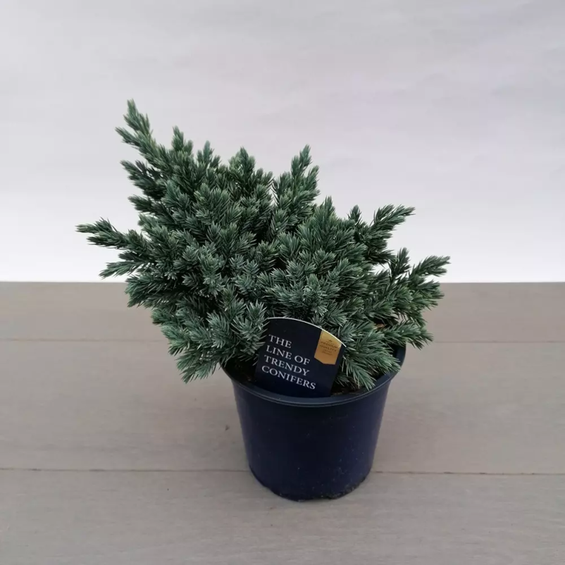 Okrasne grmovnice Slovenija 