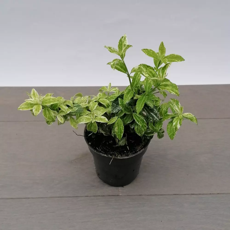 Nezahtevne okrasne grmovnice