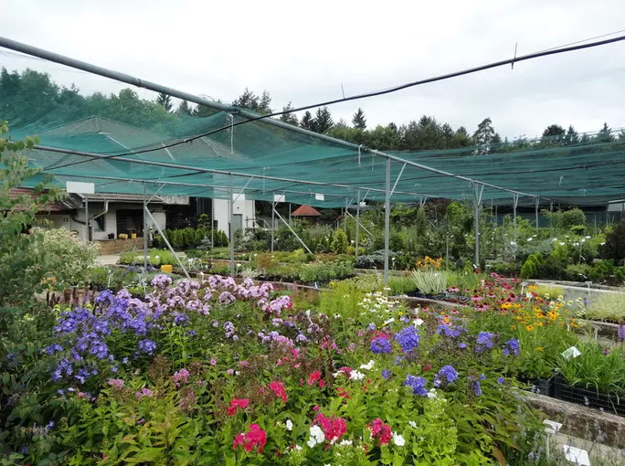 okrasne sadike Koroška