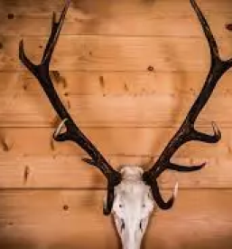 Organizacija komercialnega lova slovenija