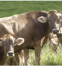 Organska gnojila ljubljana