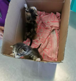 Osemenjevanje zivali ormoz