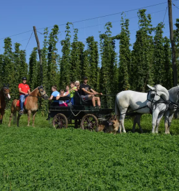 Otroško jahanje konjev Celje
