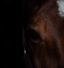 Otroško jahanje Celje, Savinjska regija