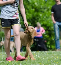 Pasja sola podravska