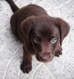 Pasja sola podravska