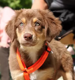 Pasja sola podravska