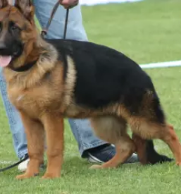 Pasja sola primorska