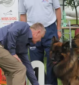 Pasja sola za nevarne pse primorska