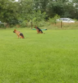 Pasja sola za nevarne pse primorska