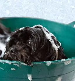 Pasji firzer petrovce