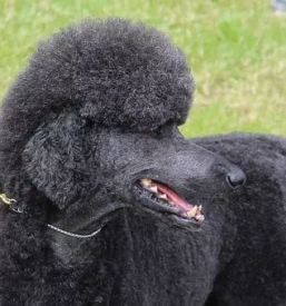 Pasji firzer petrovce