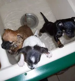 Pasji firzer petrovce