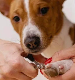 Pasji frizer gorenjska