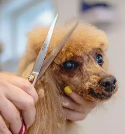 Pasji frizer gorenjska