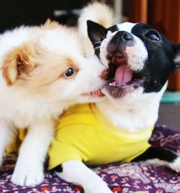 Pasji hotel skofja loka gorenjska