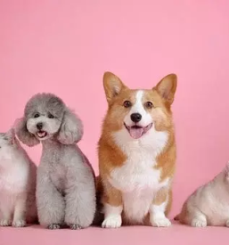 Pasji hotel skofja loka gorenjska