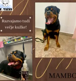 Pasji salon koseze