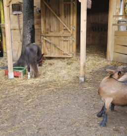 Planinski dom ljubljana