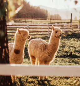 Poletni tabori gorenjska