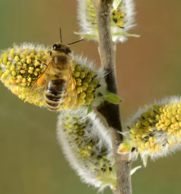 Pollen trap in europe