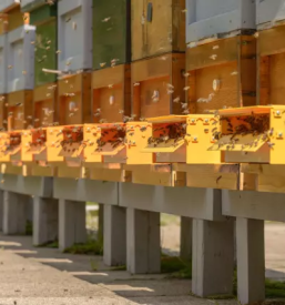 Pollen trap in europe