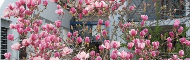 Pomoč starejšim na domu Ajdovščina