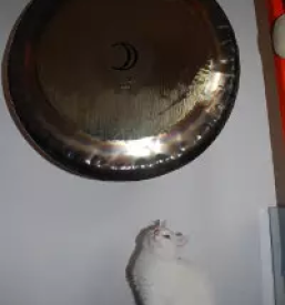 Pomoc pri panicnih napadih goriska