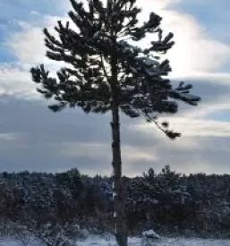 Pomoc pri raznih strahovih goriska