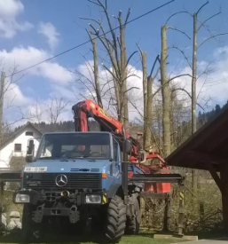 Posek dreves Gorenjska, Kranj