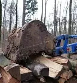 Posek in spravilo lesa dolenjska