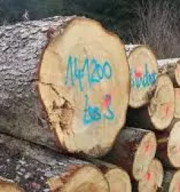 Posek in spravilo lesa dolenjska