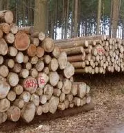 Posek in spravilo lesa gorenjska